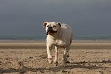 BOULEDOGUE AMERICAIN 167